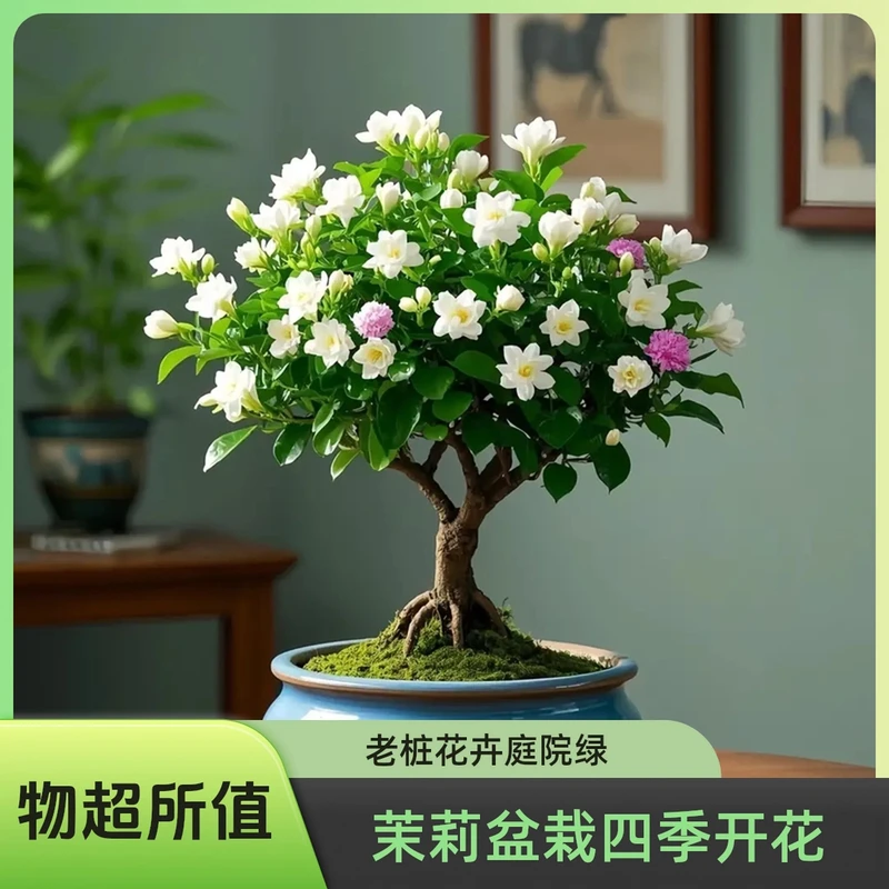 浓香款茉莉花盆栽老桩独杆重瓣室内外阳台庭院绿植花卉四季都开花