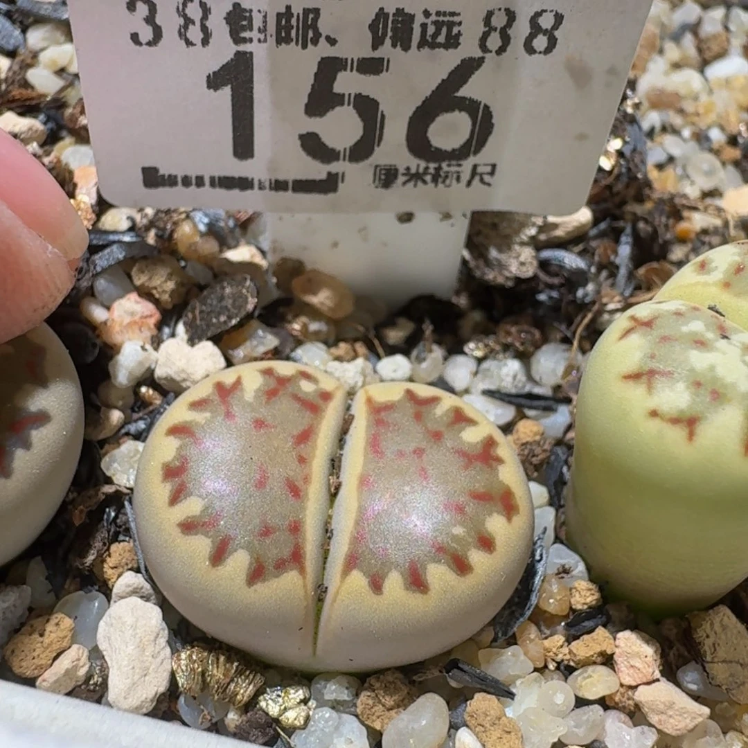 Ssss精品生石花156