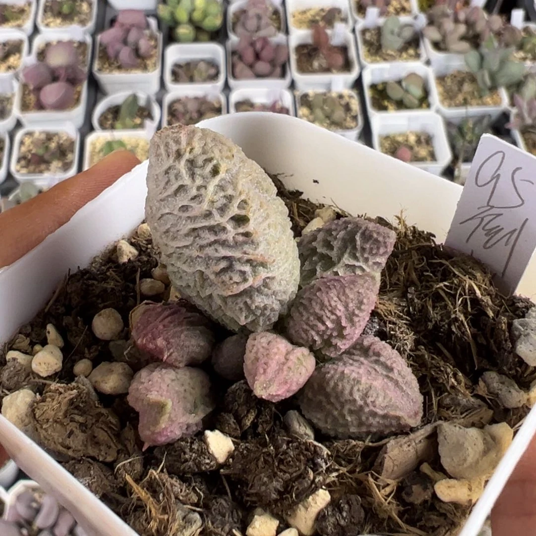 倒刺多肉植物水泡