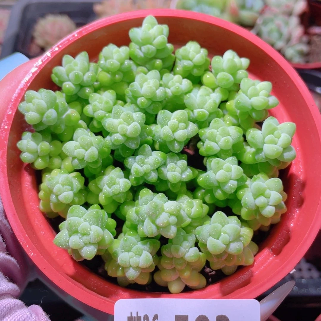 花利美26-503玉坠