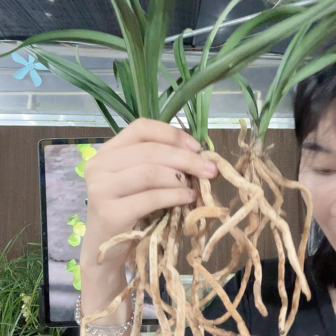 完全开放444444444