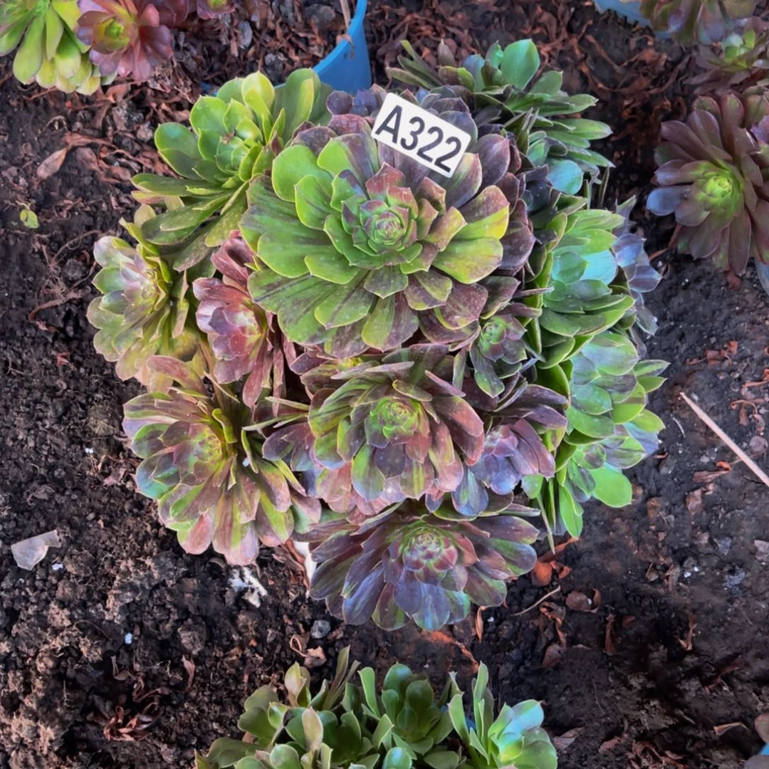 花月夜16////24包邮