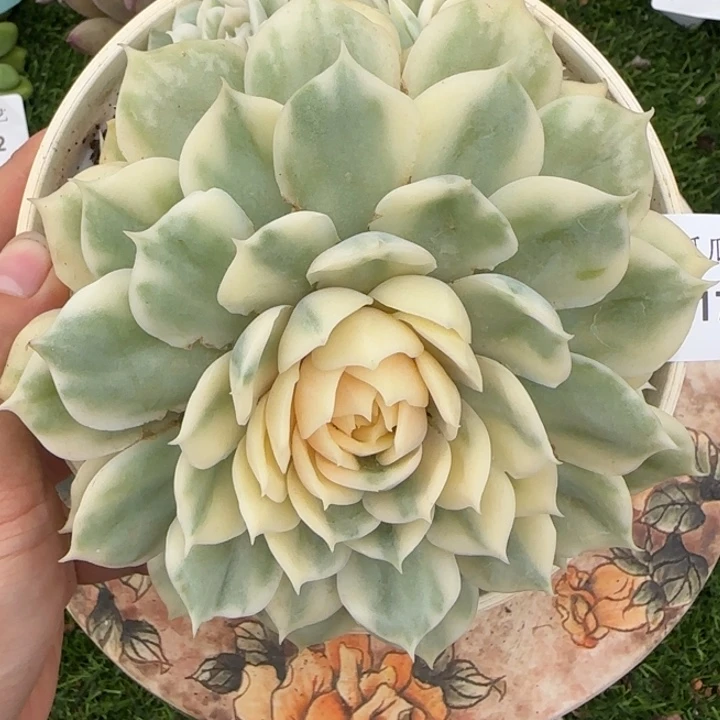 1701群生昂斯诺精品多肉