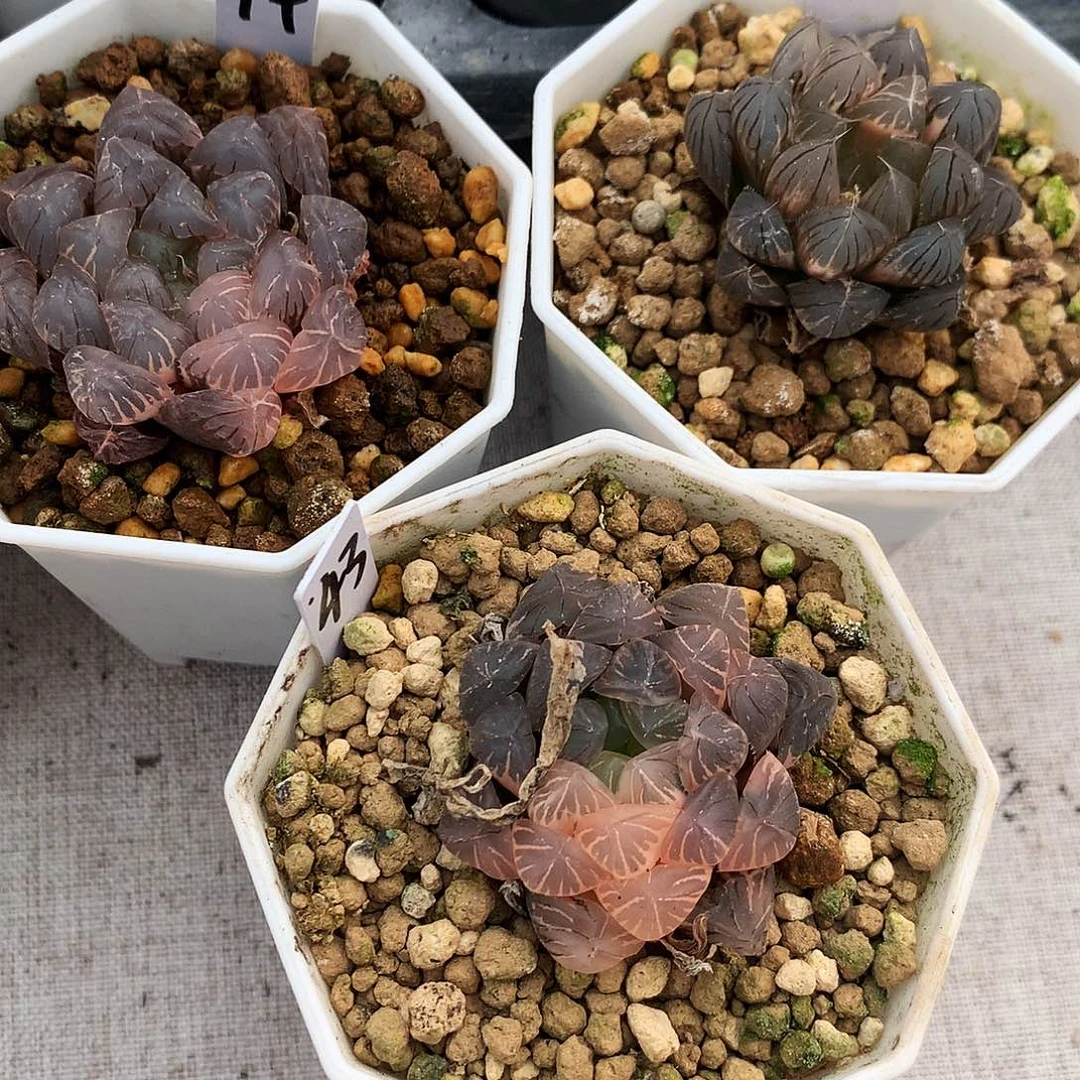 过***客一物一拍，带盆带土