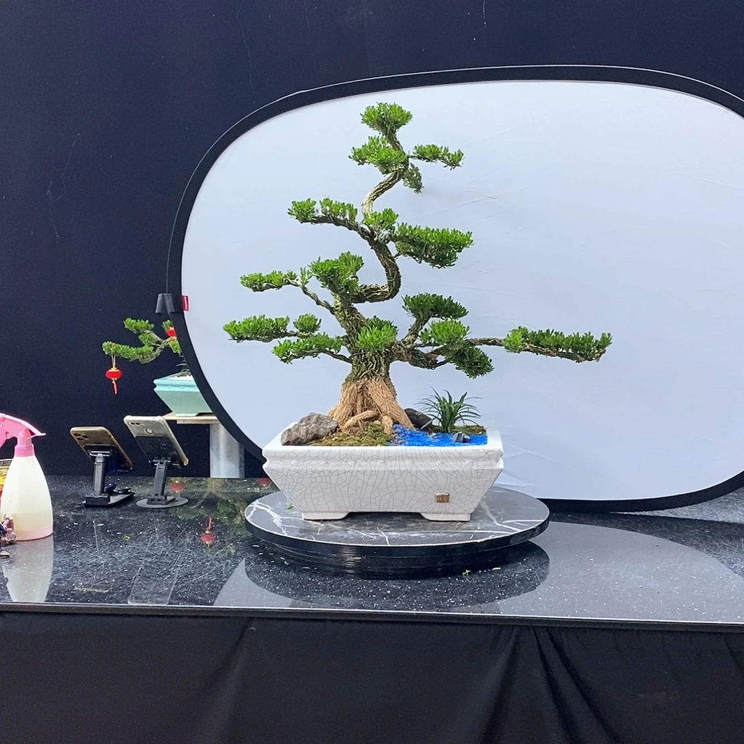 无花朵黄杨盆景艺术