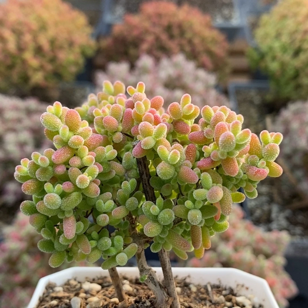 蜜橘糖球5036枝干番杏