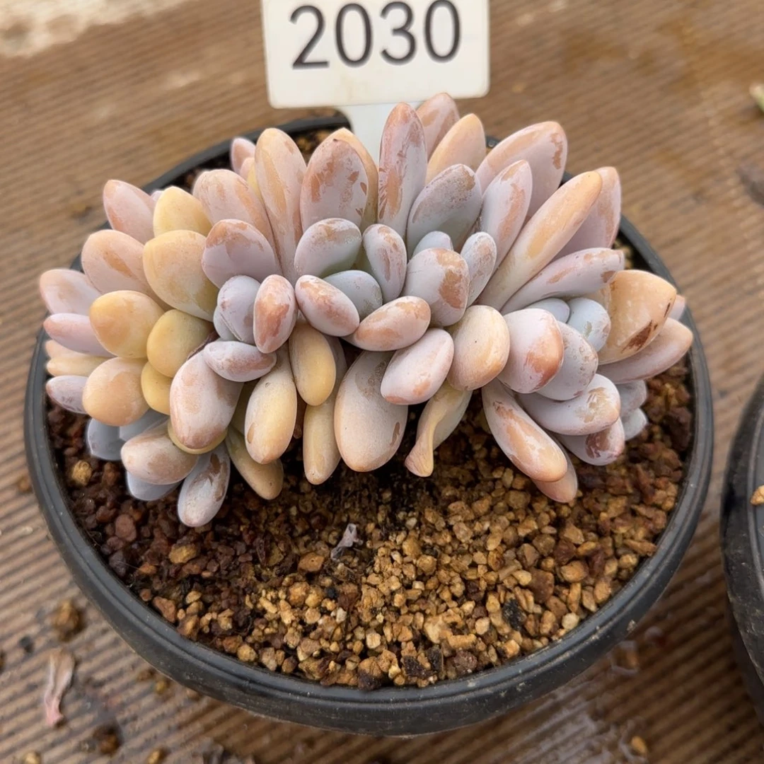 芜***.2030。          粉兔缀