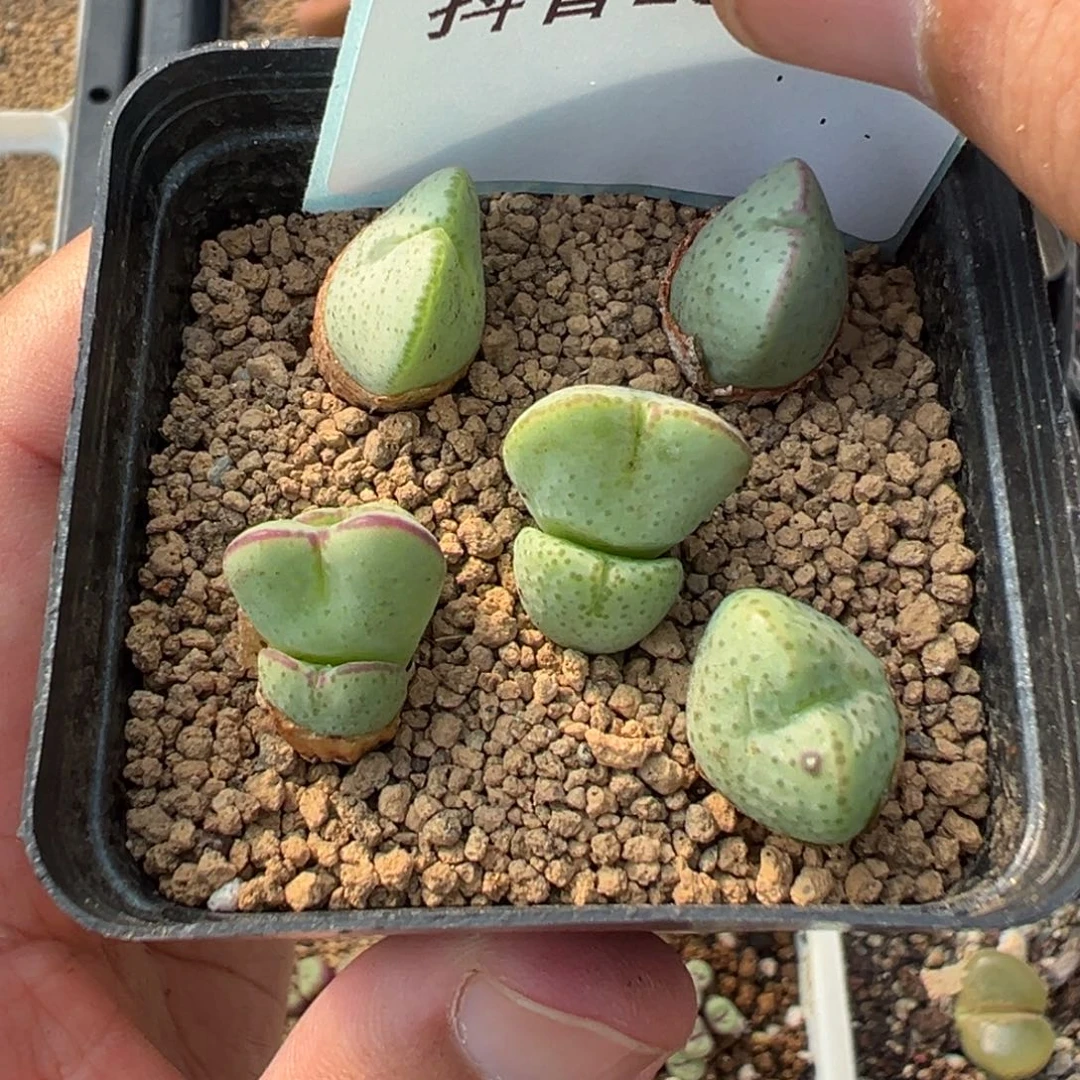 13-60少将多肉植物，