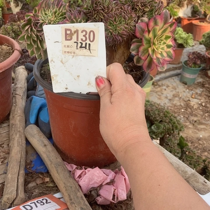 清****B130侵成缀化老庄老庄