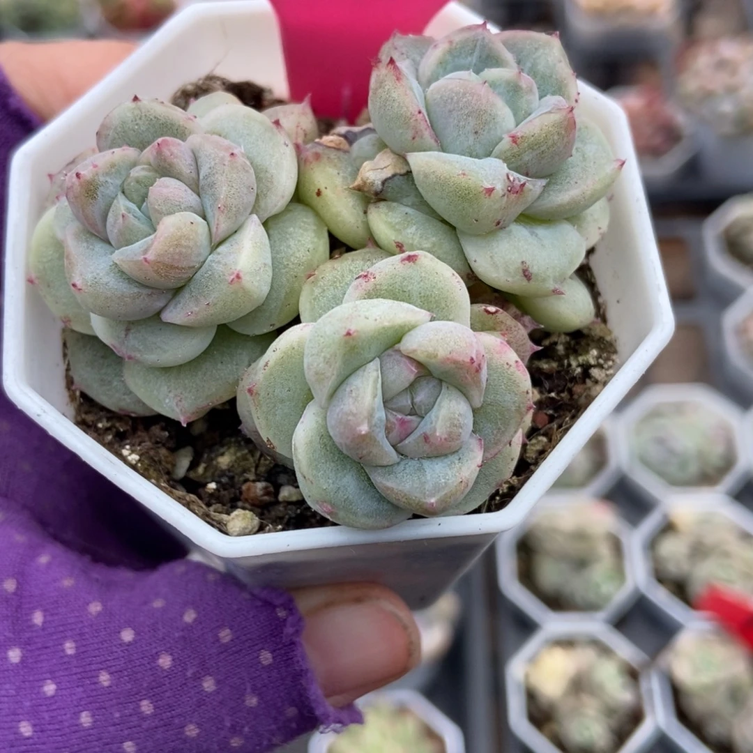 65如梦令石化多肉植物