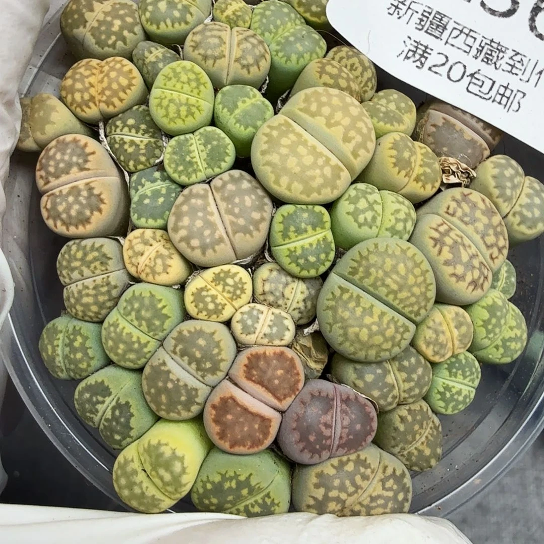 是的呀哈哈好棒好236我