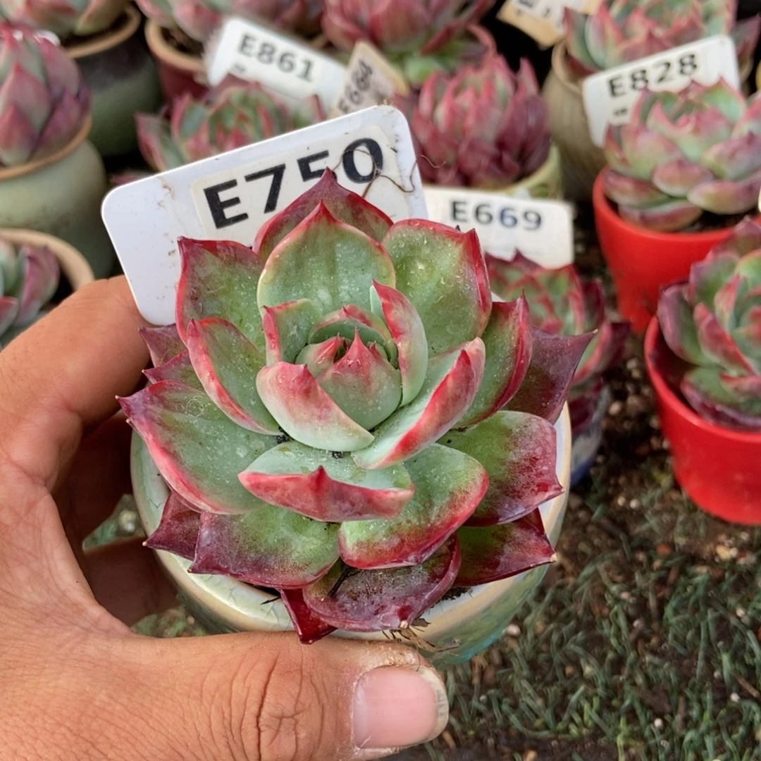 惊鸿一瞥750号楼