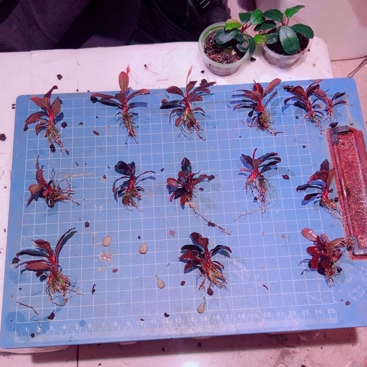 无花朵福利辣椒榕黑天使