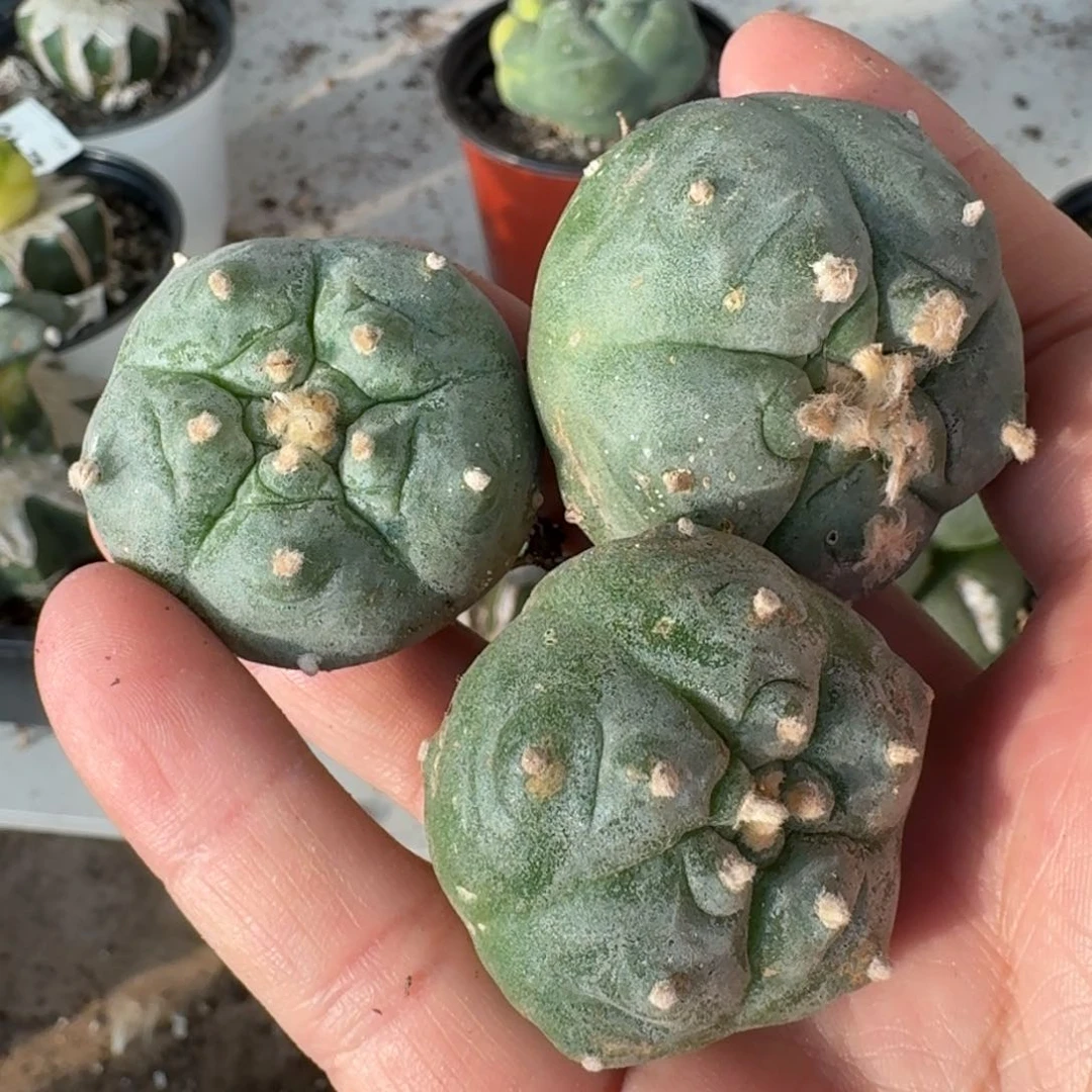 【闪购商品】三颗自根肋骨