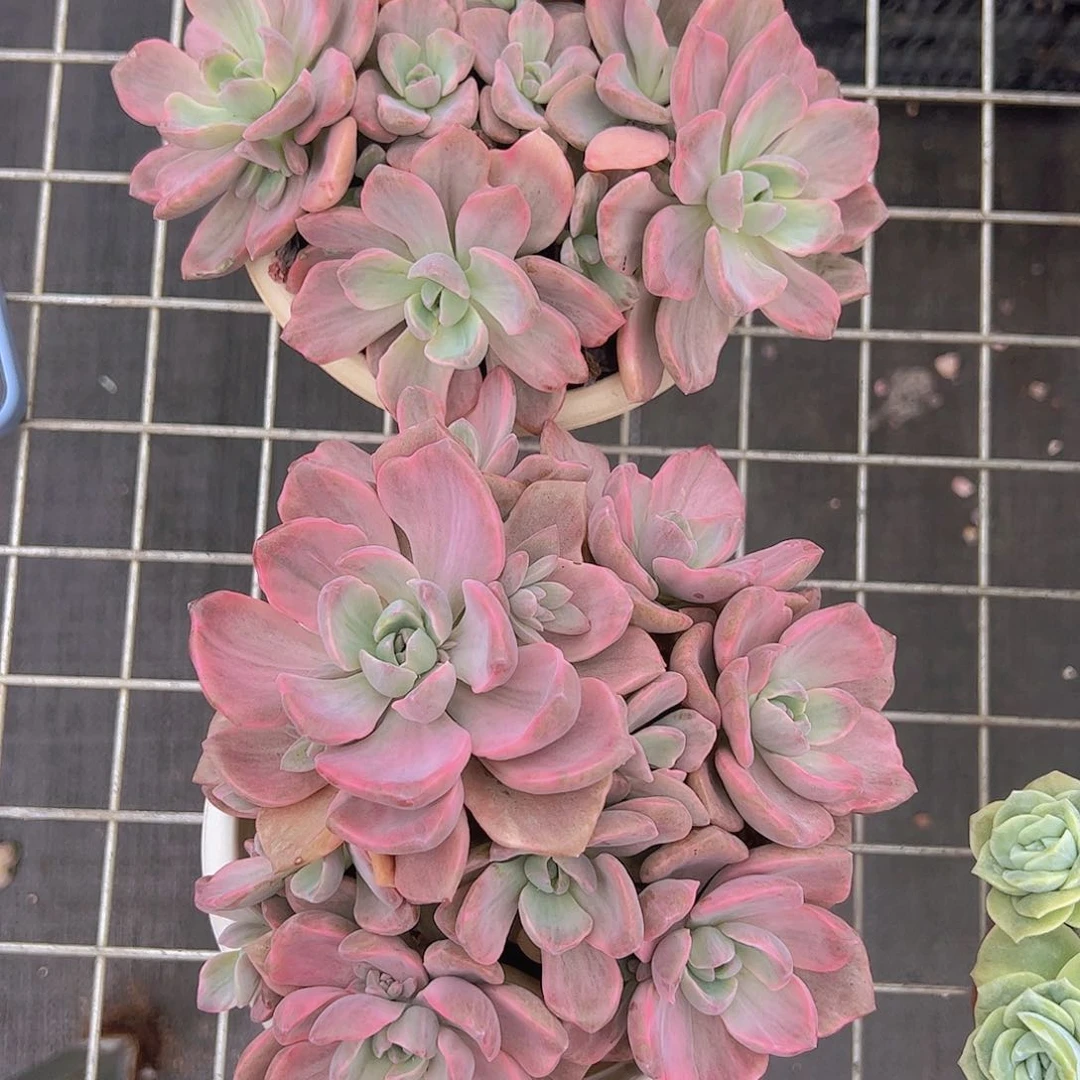 彩虹糖锦多头大盆群精品