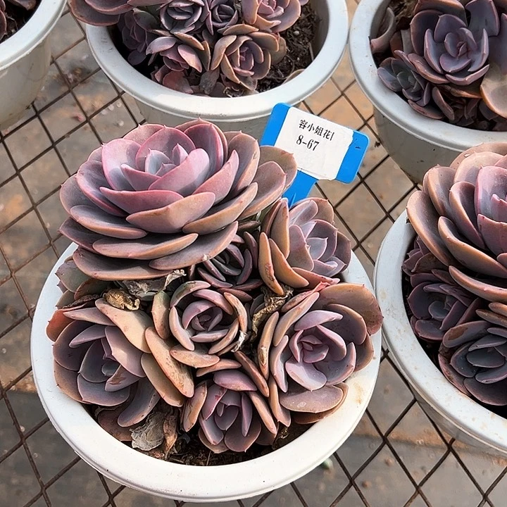 8.67尘埃一个脱土