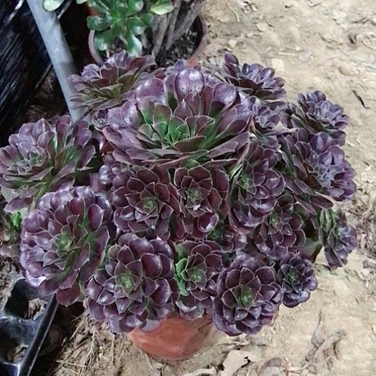 荷兰玫瑰法师多肉32