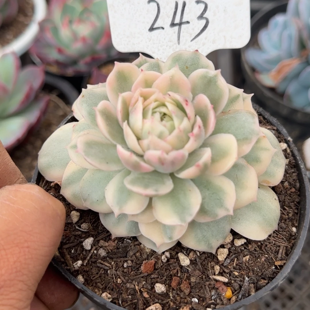 昂斯诺锦惊鸿一物一拍包装收缩花旱243