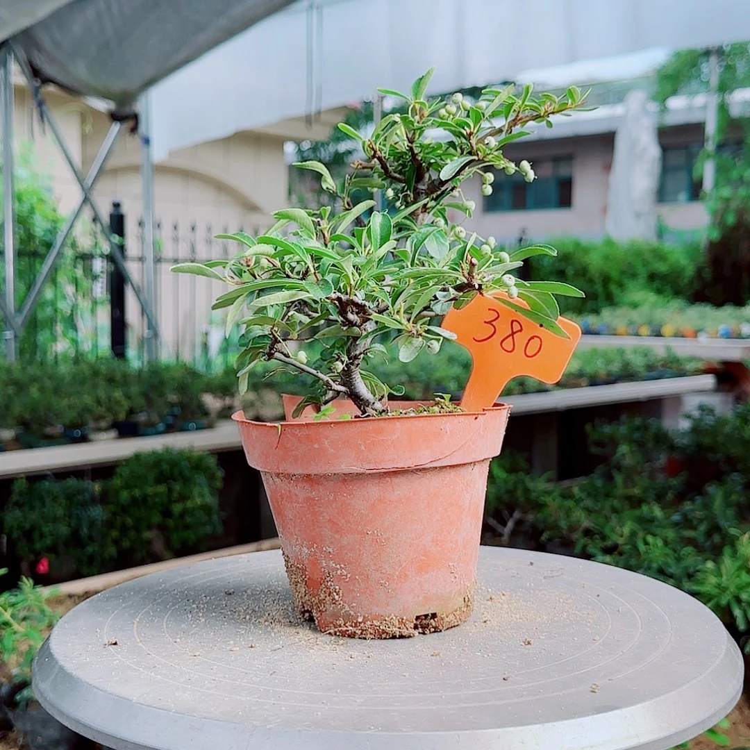 楚***怀无花朵火棘吉祥果素材桩