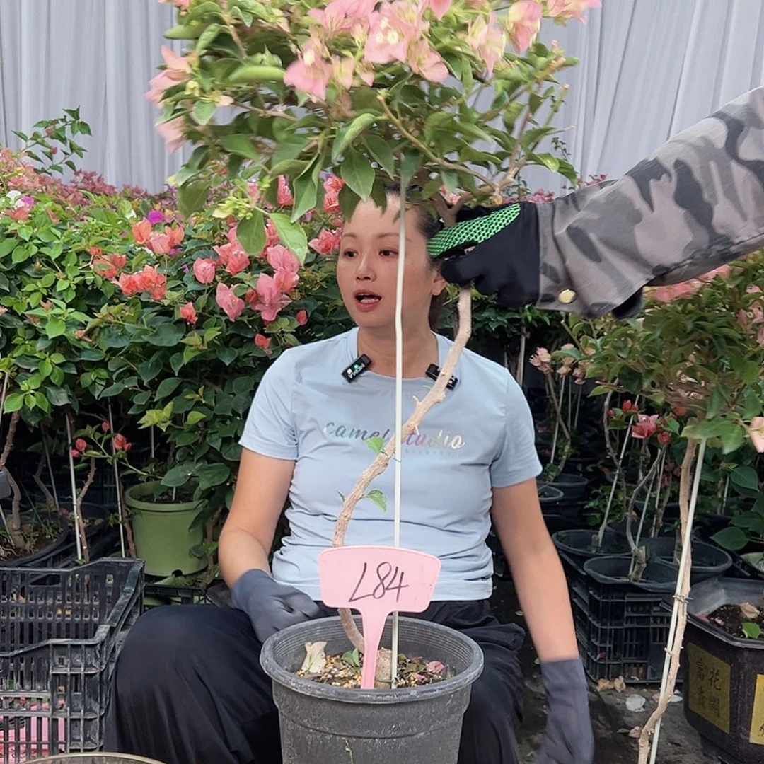 明***当前无花栽培后可以开花L84卡亚塔