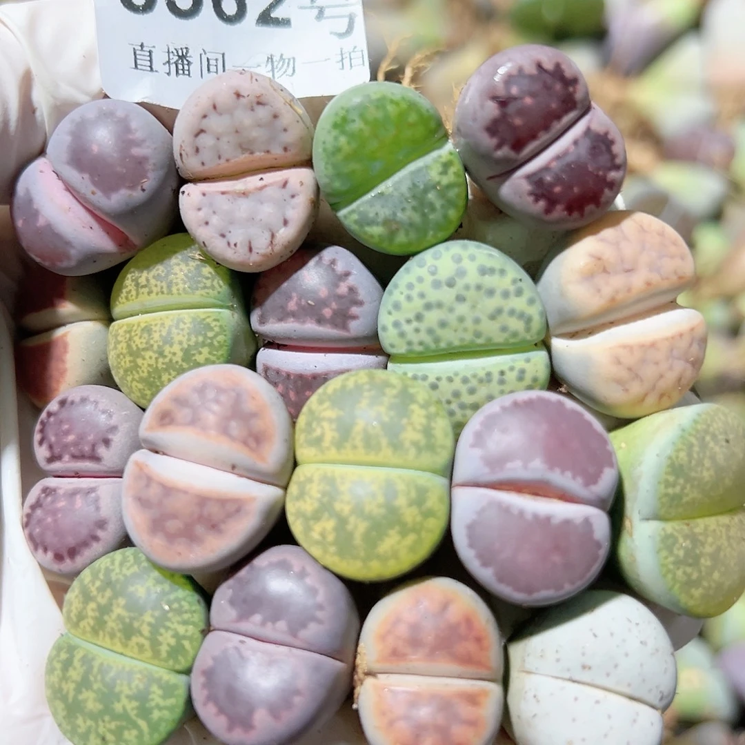 8562 好养易活生石花大母本18个