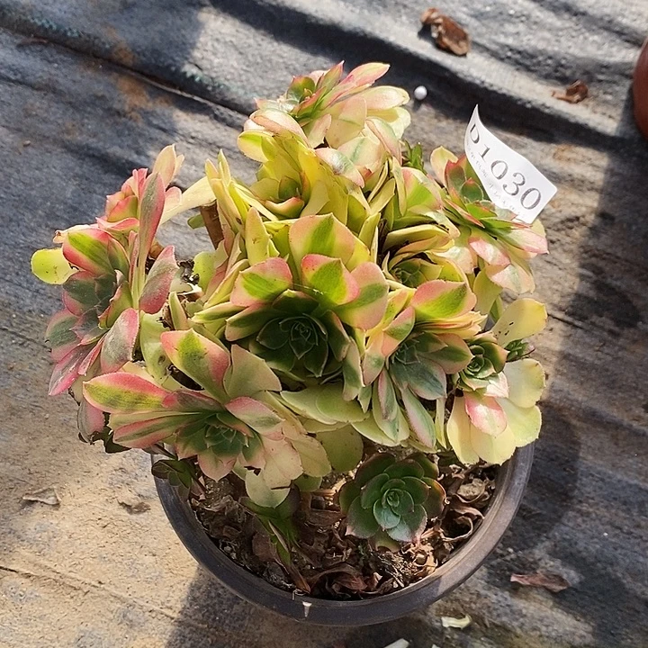 1030雨荷多肉母本无售后