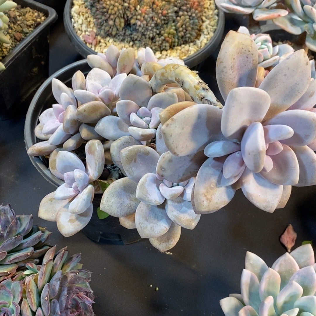 老阿姨花卉一物一拍