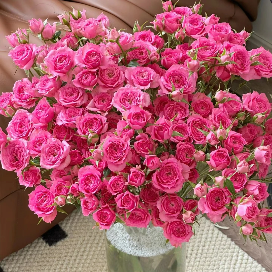 【苏菲宝贝AK】多头10枝  基地直发 |全场鲜花任意两单包邮