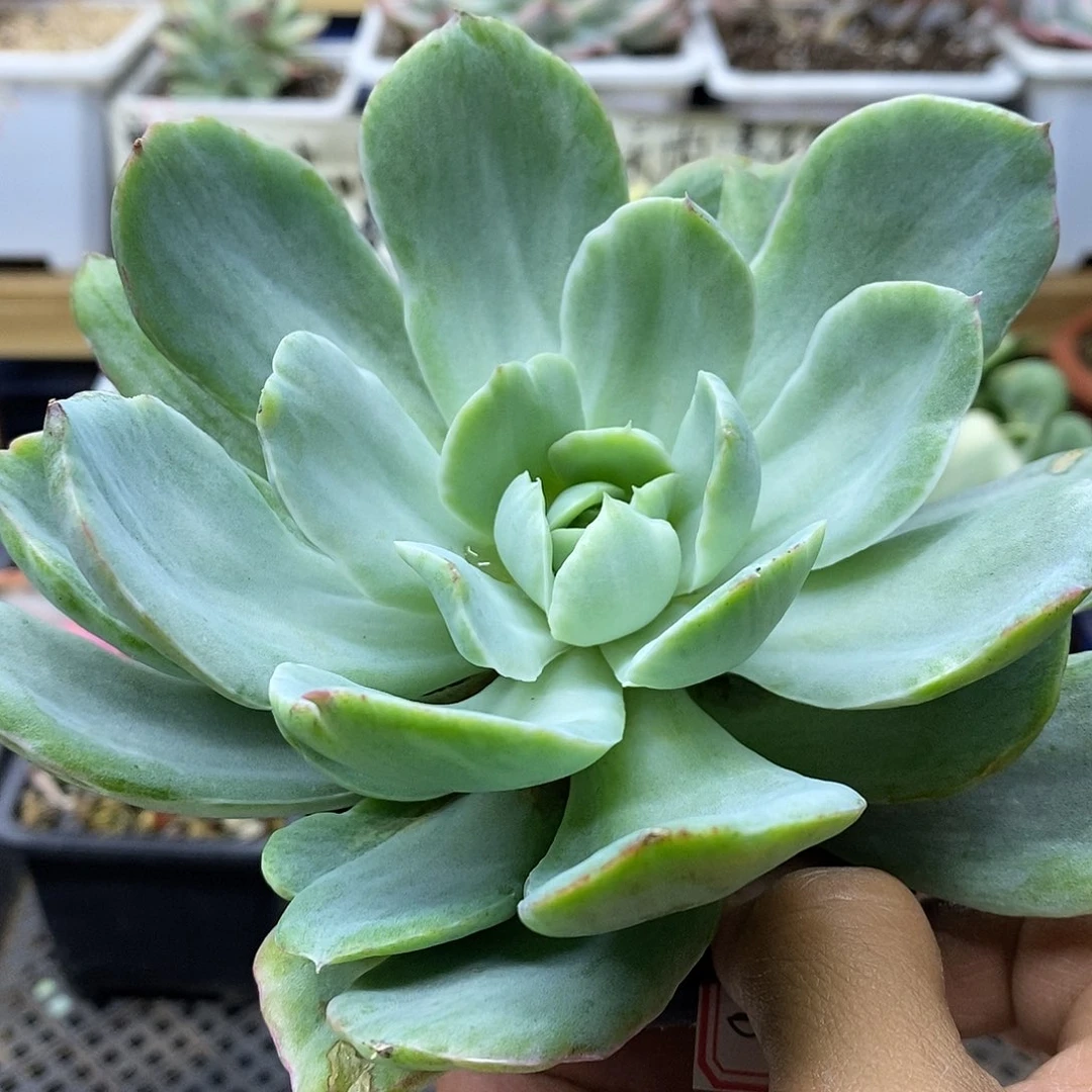 2146 绮罗白拉丝锦 不售后