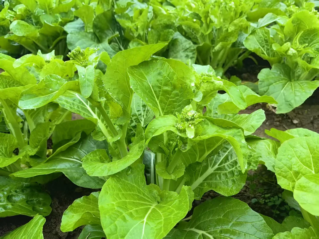 农家白菜苔顺丰包邮