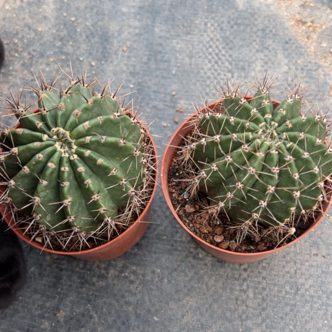 【闪购商品】凤羽云锦