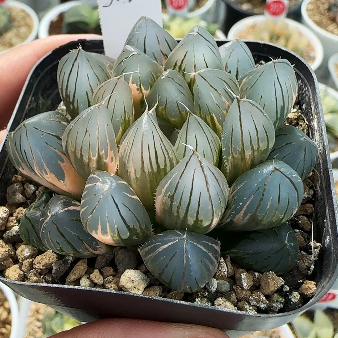 513号霓虹灯一物一拍带盆土