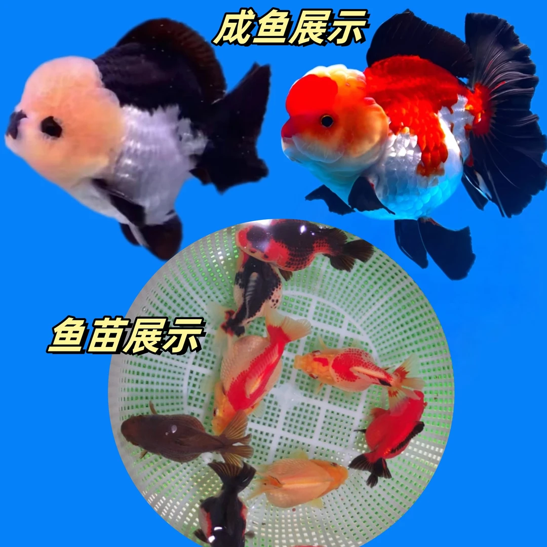 5~8cm精品玛丽泰狮金鱼鱼苗原泰F1小型3淡水鱼冷水鱼