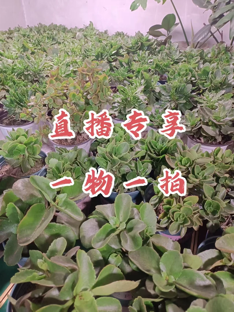 凤尾长寿花，一物一拍