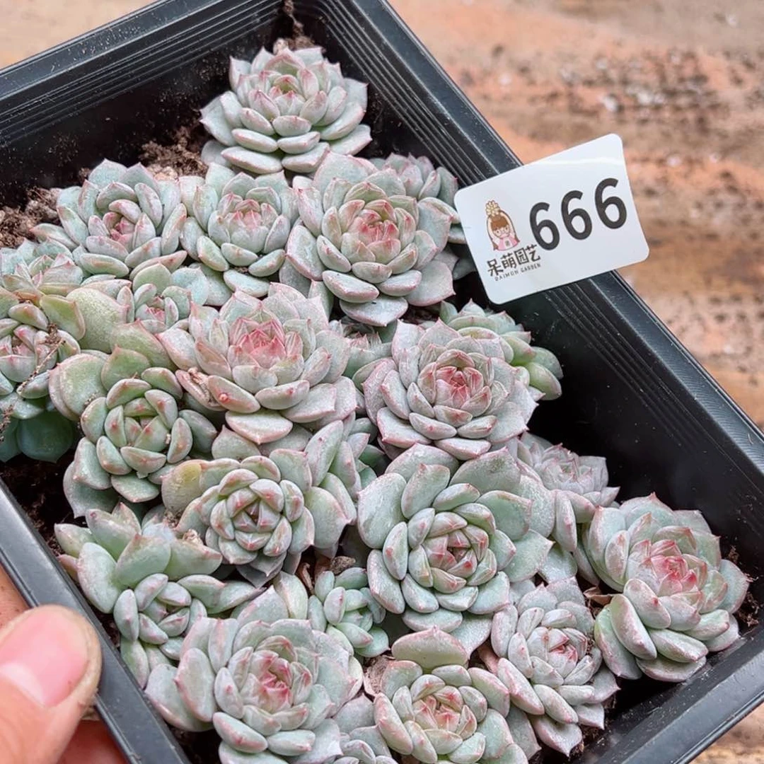 小*熊多肉植物多肉植物