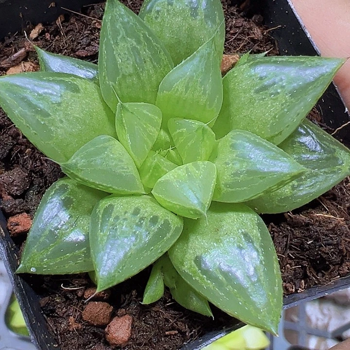 雨露寿19包邮多肉植物