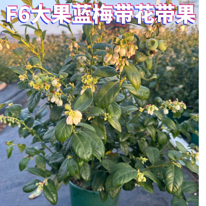夕飞(F6大果蓝莓两年苗带盆高70-90㎝)带花带果盆栽地栽楼顶