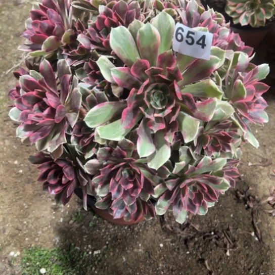 654浣纱多肉植物怪
