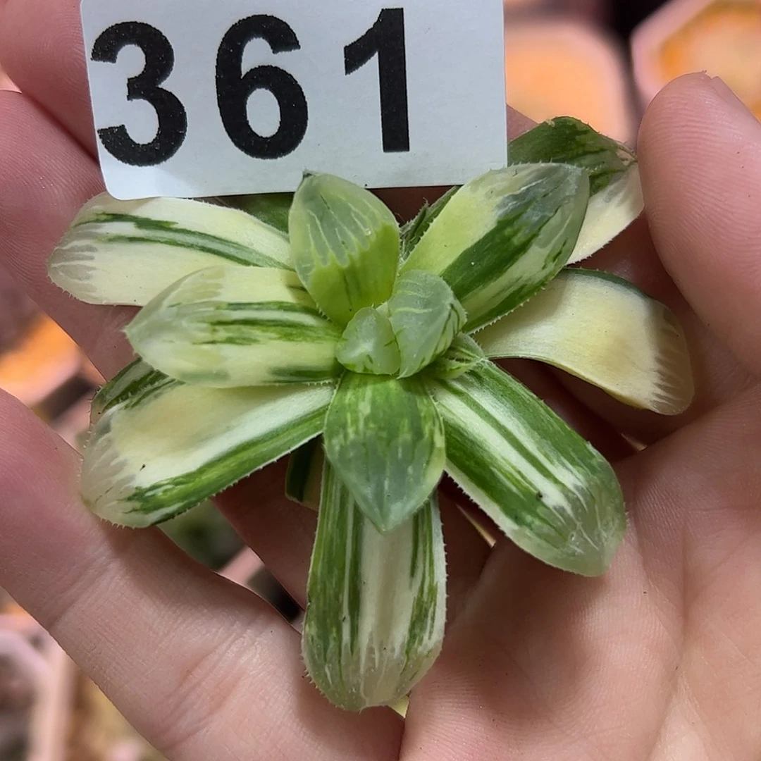 糯玉露锦十二卷多肉植物