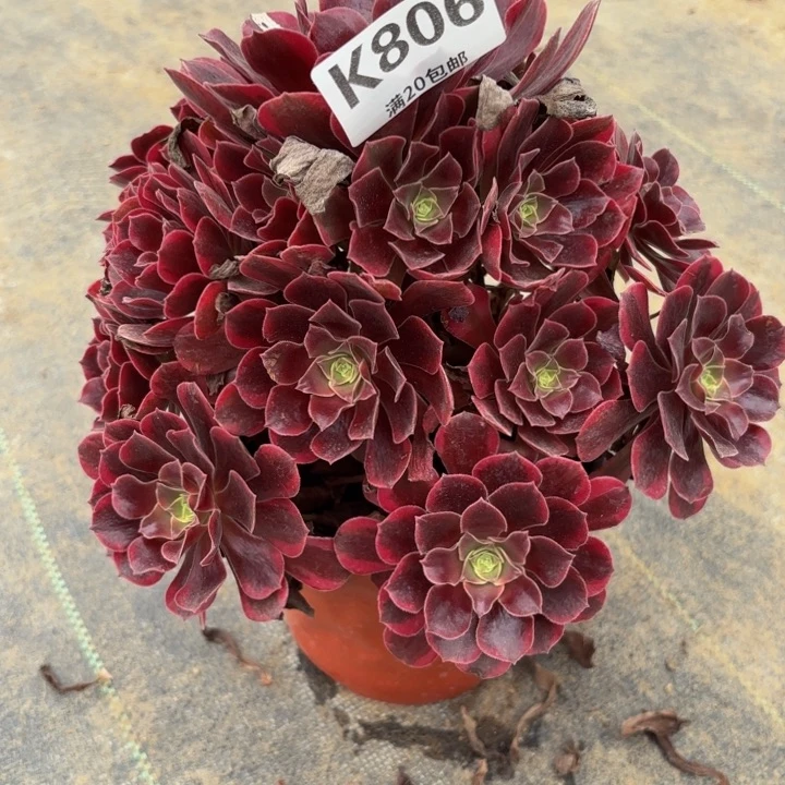 瑞妈多肉园艺806。有断枝