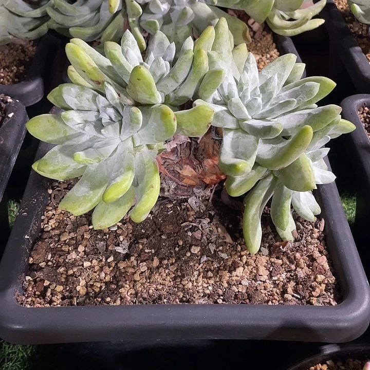 大脸帕翠莎粗桩福利