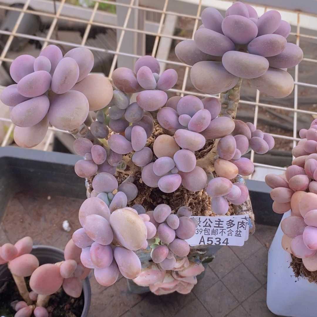 腰子桃蛋14cm534多肉植物