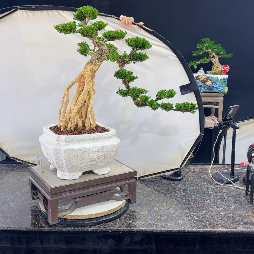 当前无花朵，栽培后可花朵