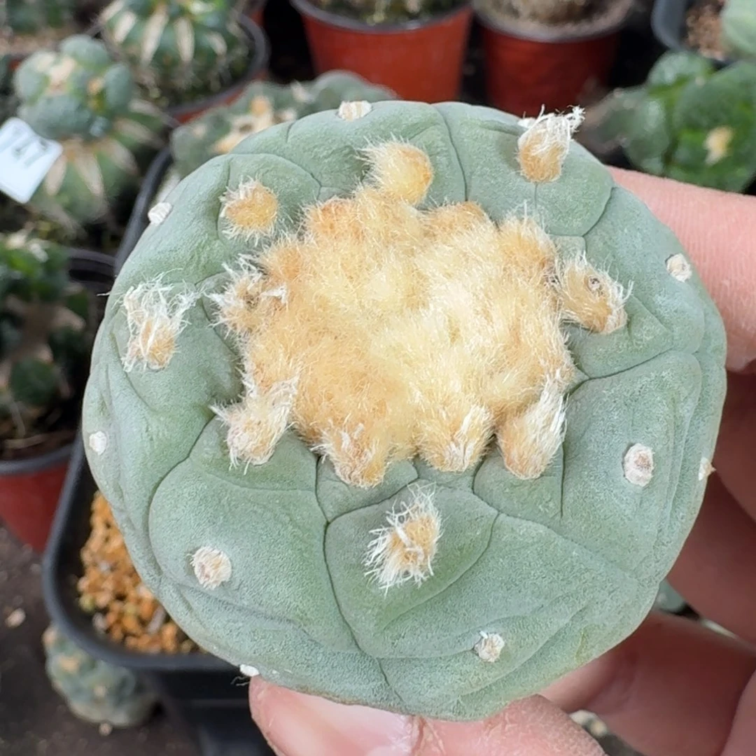 【闪购商品】实生蓝白肌大尤鲜814