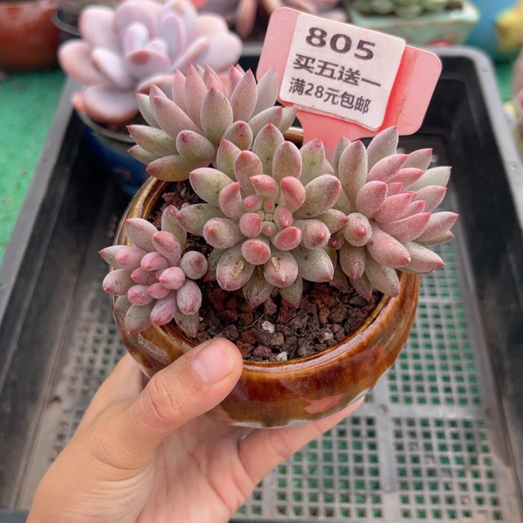表妹精品多肉植物805.