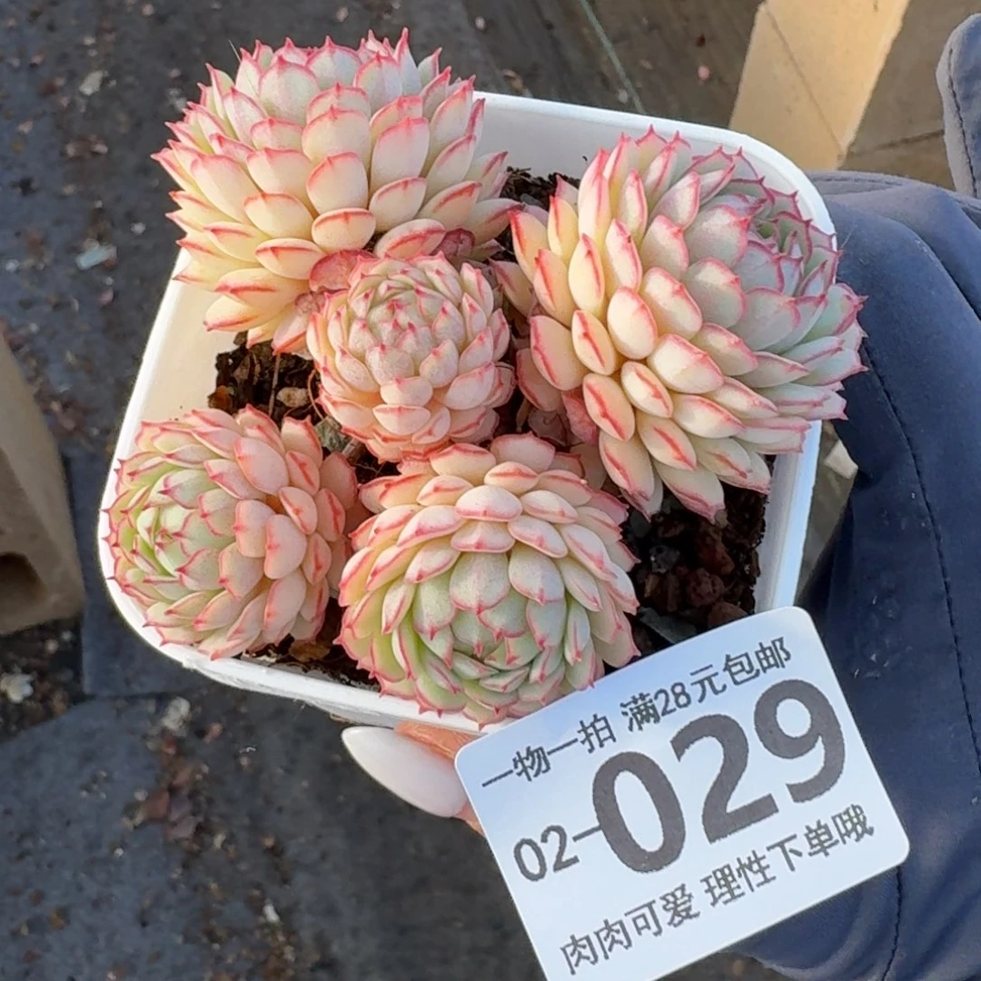 小红船无盆土发货无