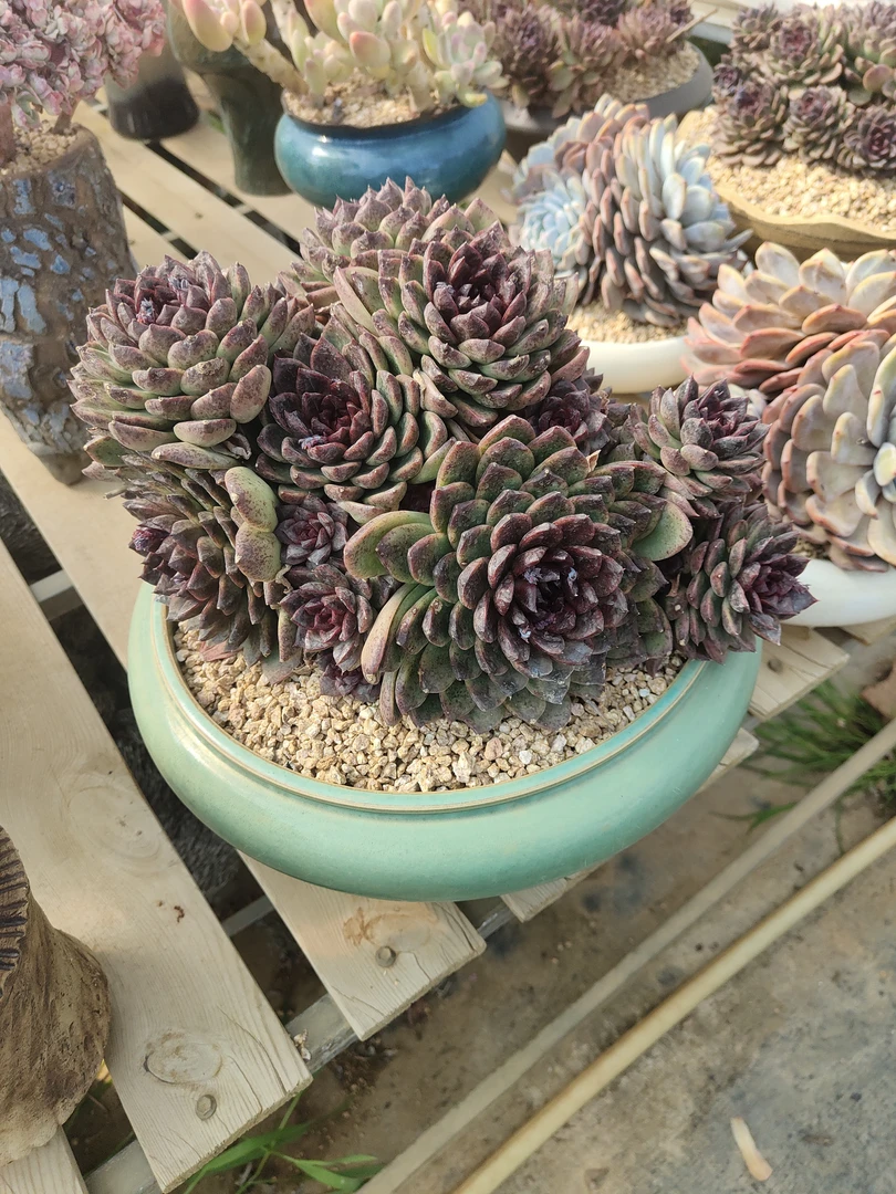 多肉植物黑水晶整群