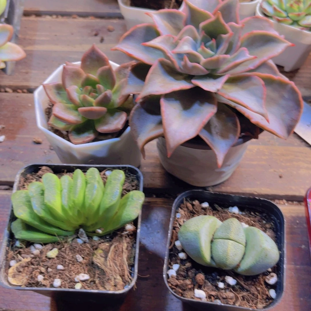 粉饺子  玉扇 元宝  香槟