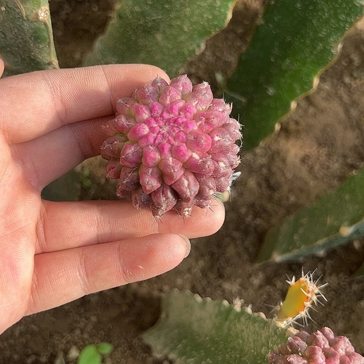 粉嫩雷头锦仙人球810