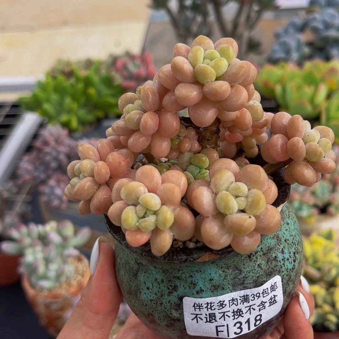 318-洛可可多肉6cm